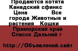 Продаются котята Канадский сфинкс › Цена ­ 15 000 - Все города Животные и растения » Кошки   . Приморский край,Спасск-Дальний г.